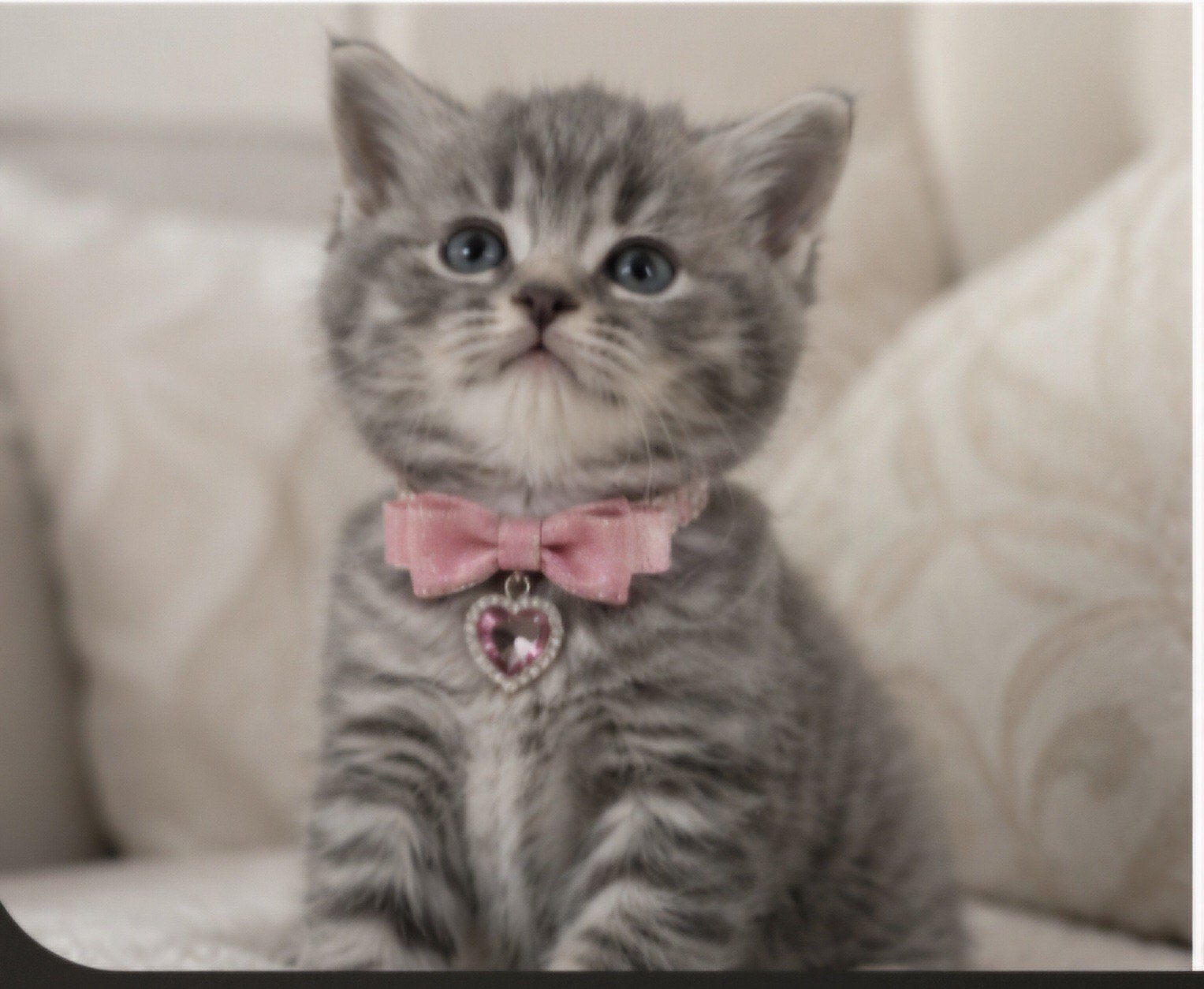 Britse korthaar kitten super lief tabby grijs bruin wit, Poes, Met stamboom, 0 tot 2 jaar
