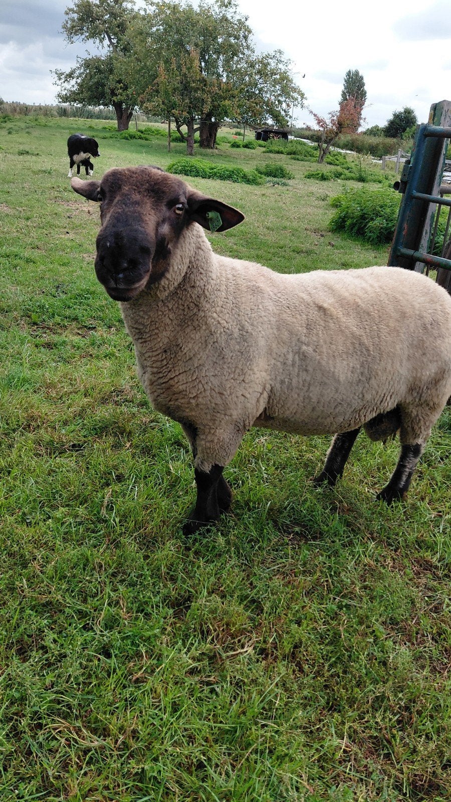 suffolk ram 2025, Dieren en Toebehoren, Schapen, Geiten en Varkens, Mannelijk, Schaap