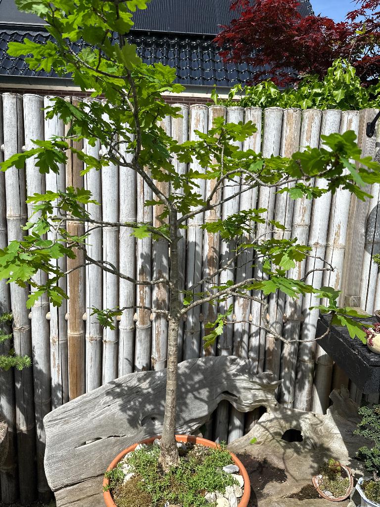 Bonsai zomereik, Bloeit niet, Halfschaduw, Overige soorten, Minder dan 100 cm