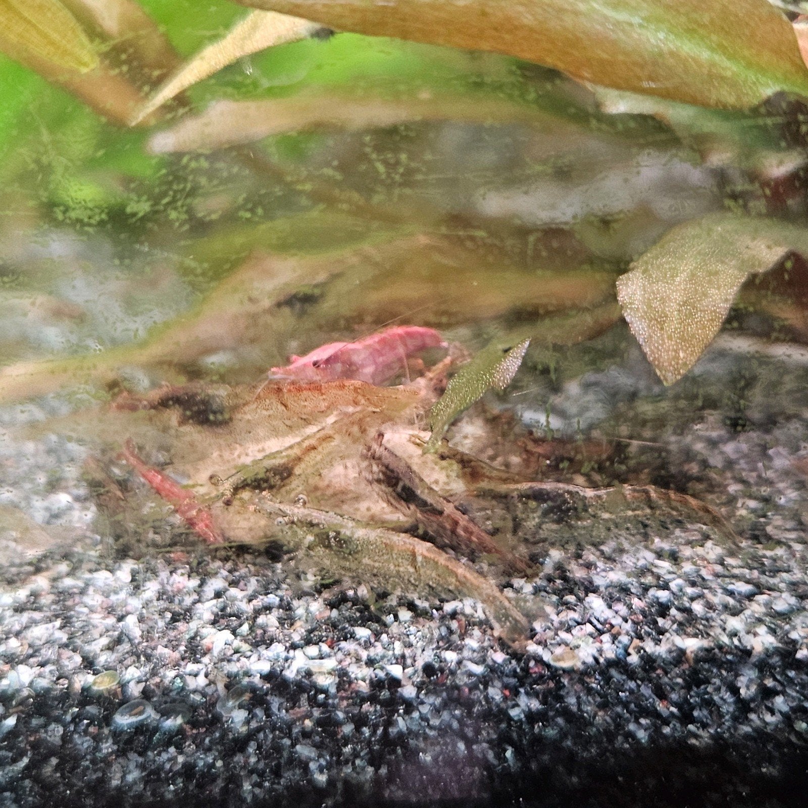 wild kleur garnalen, Kreeft, Krab of Garnaal, Zoetwatervis