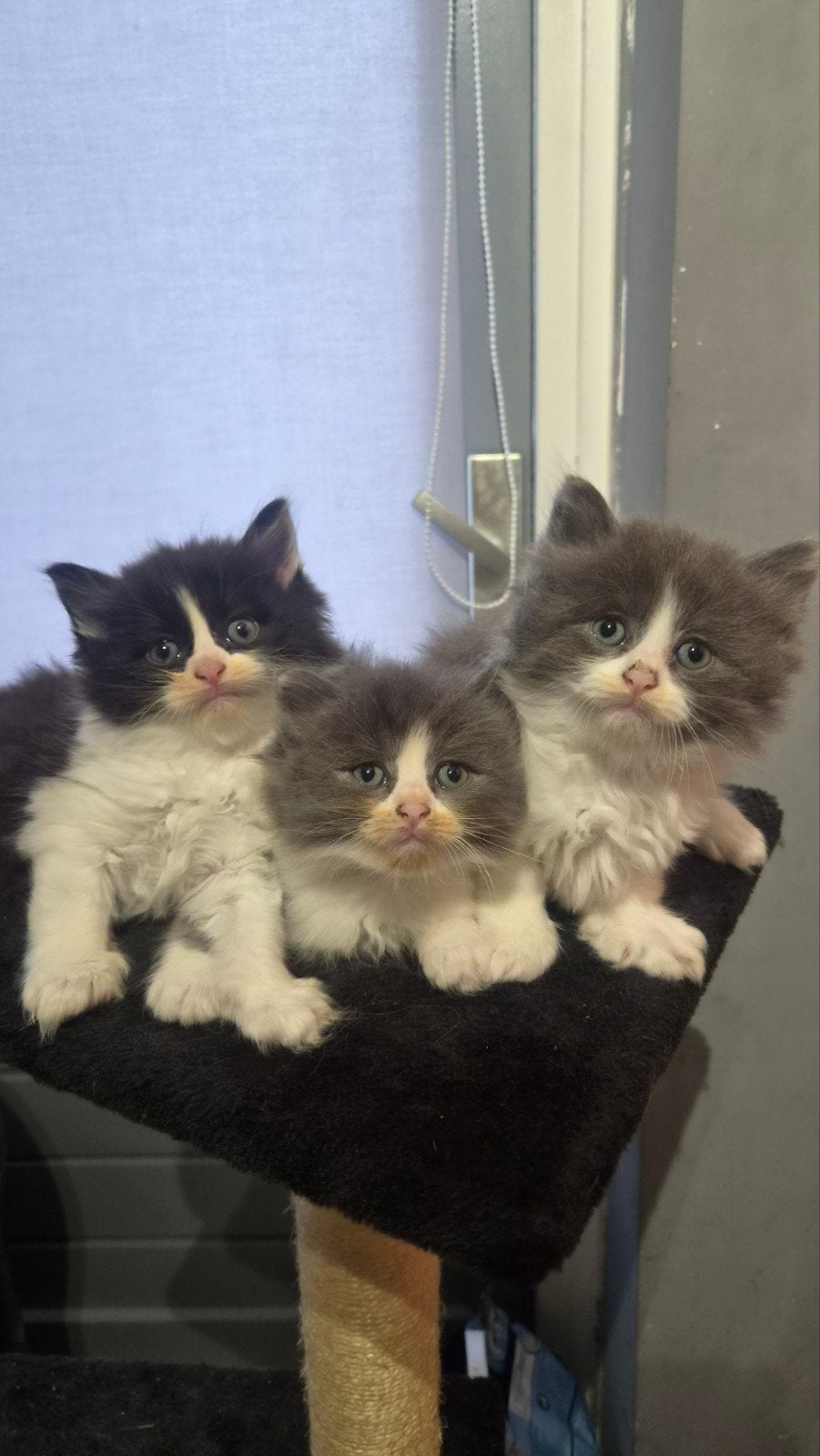 Ragdoll kittens, nog 2 katers over, Kater, Ontwormd, 0 tot 2 jaar
