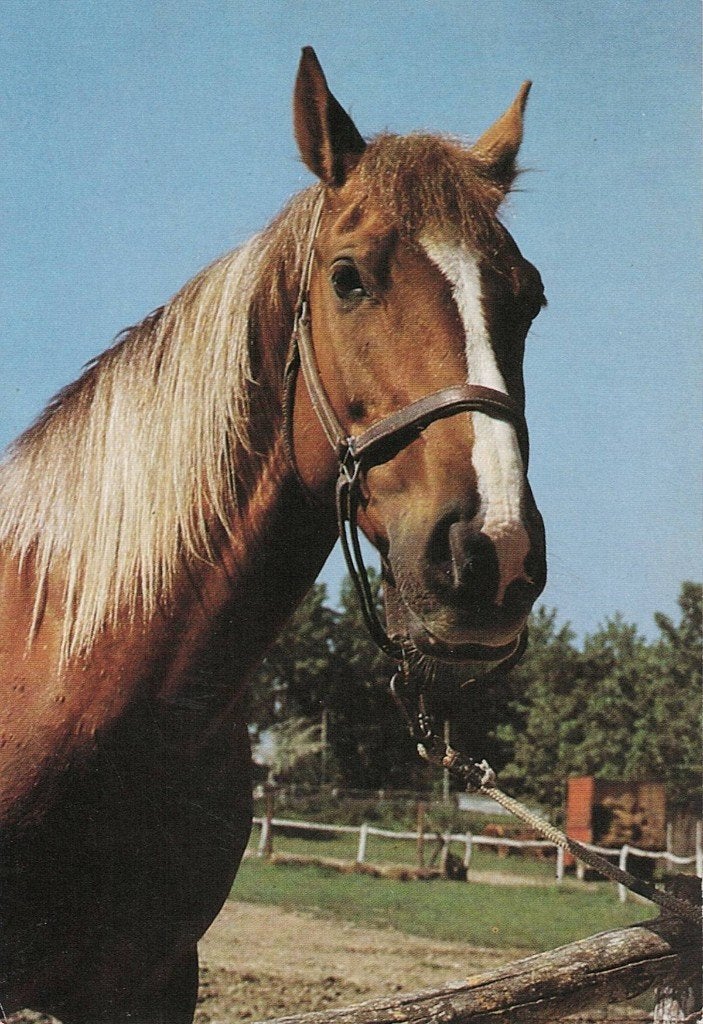Paard kijkt je recht aan 560, Verzamelen, Ophalen of Verzenden, 1980 tot heden, Gelopen, Paard