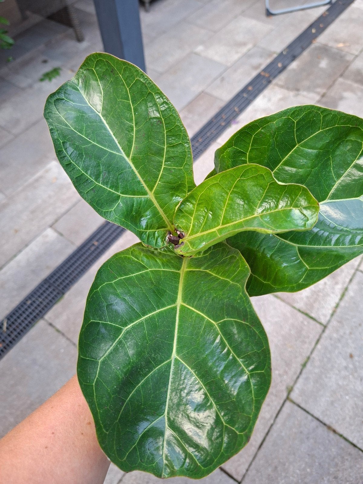 ficus lyrata, Ophalen of Verzenden, Ficus, Halfschaduw, Minder dan 100 cm