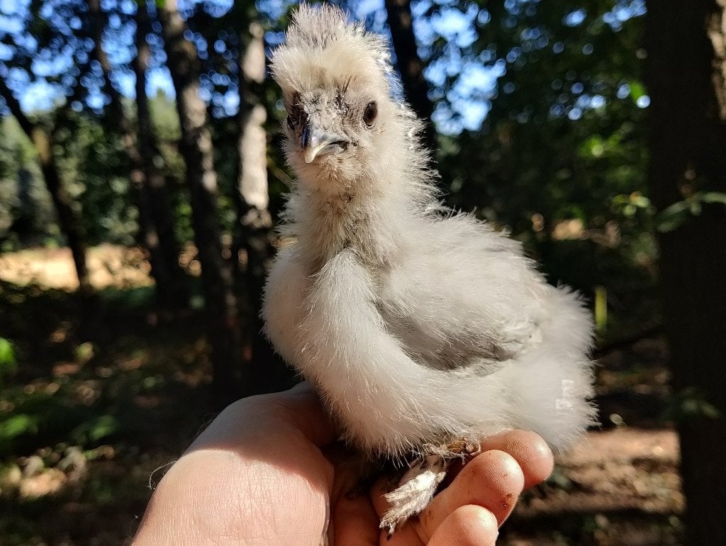 🐣 USA Zijdehoen | Kuikens | DNA-gesext 🧬, Dieren en Toebehoren, Pluimvee, Vrouwelijk, Kip