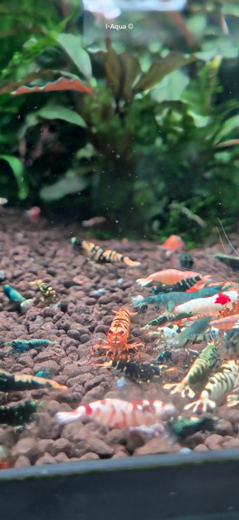 Foto 6 van Skittles caridina garnalen bezorging mix 10+5 gratis!