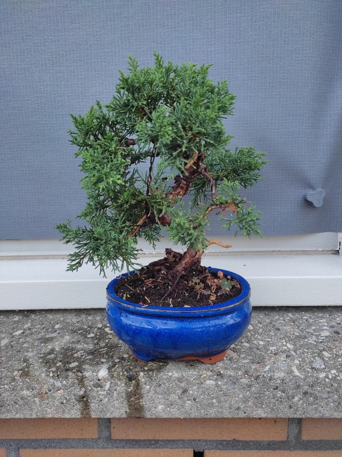 juniperus bonsai gemeten met pot 30 cm, Volle zon, Bloeit niet, Minder dan 100 cm, Overige soorten