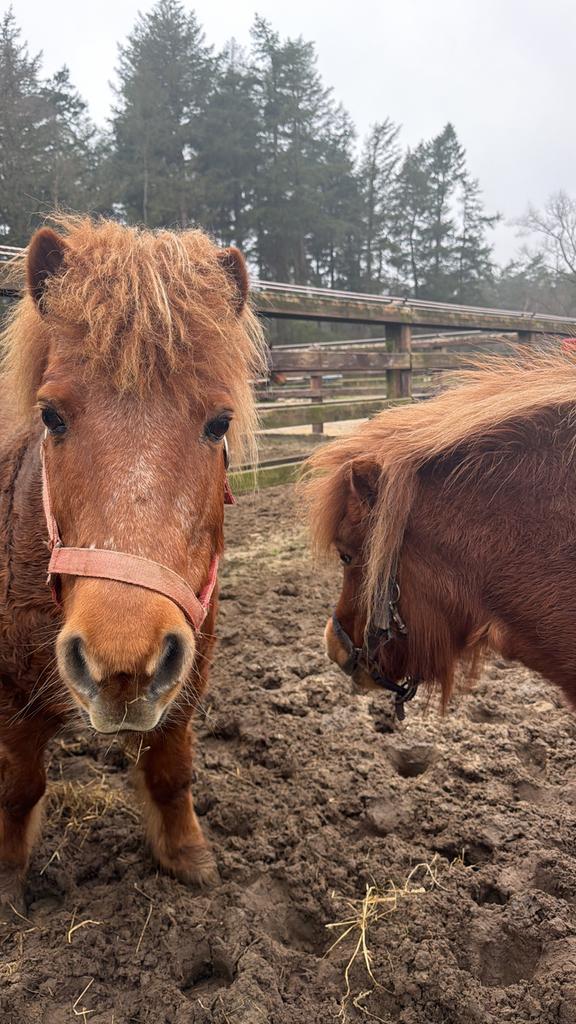 SHETLANDERS GEZOCHT NIENKE&VOSJE, Ophalen of Verzenden