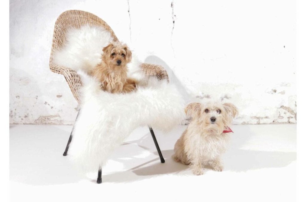 1960s Dutch Wicker Bucket Chair Icelandic Sheepskin, Ophalen, Gebruikt, Minder dan 75 cm, Rohe / Jonkers, jaren 60