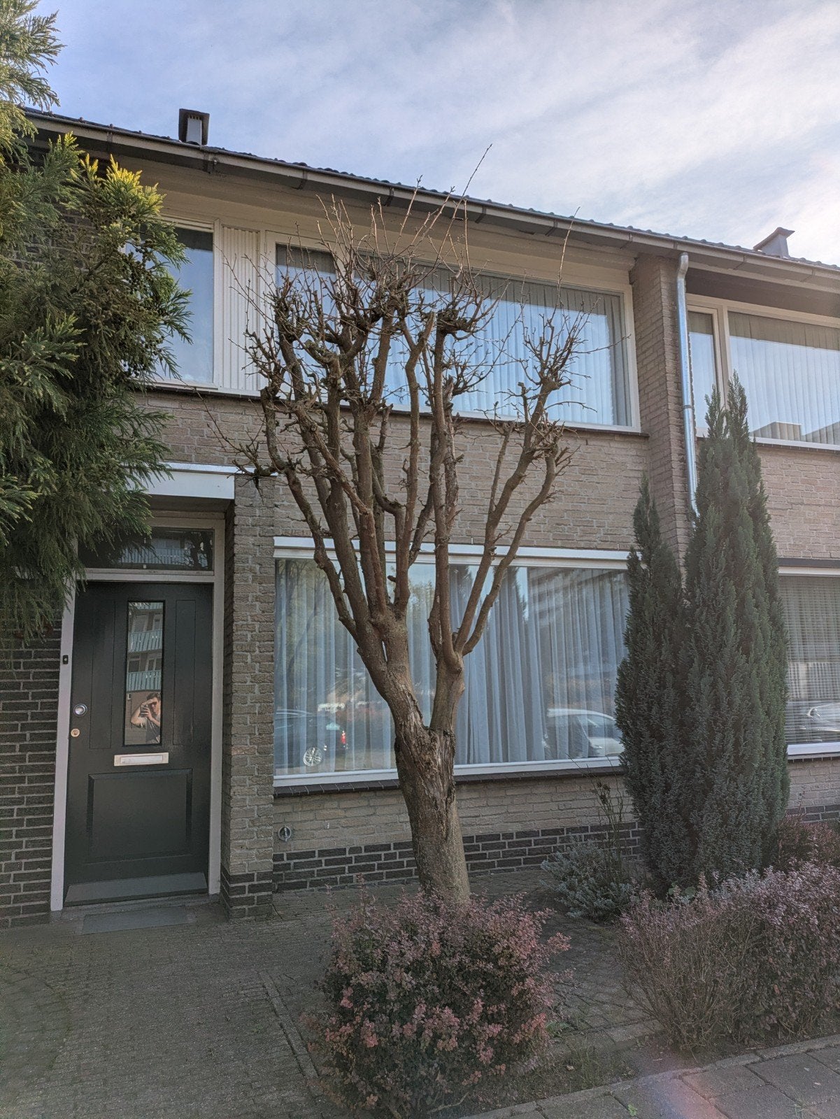 Gouden regen, gratis af te halen. Samen uit de grond halen, Overige soorten, Lente, 250 tot 400 cm, Ophalen