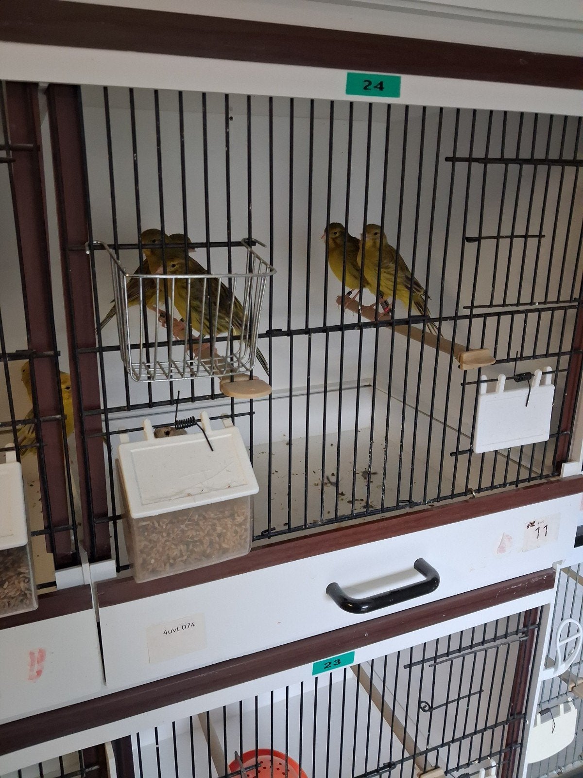 agaat geel, Dieren en Toebehoren