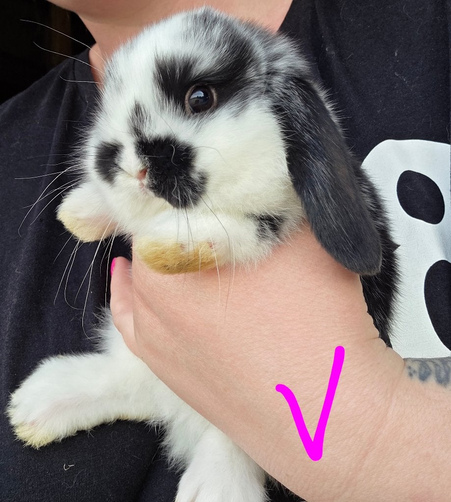 Lieve Jonge Nederlandse Hangoordwerg Konijntjes, Meerdere dieren, Dwerg, 0 tot 2 jaar