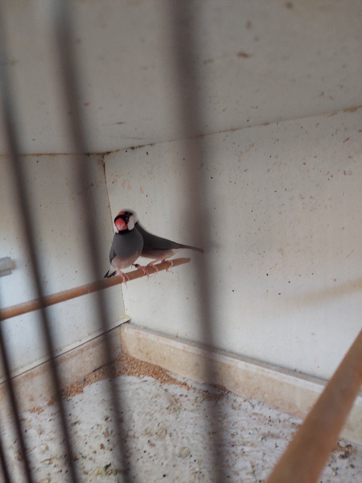 een    bewezen   koppel   rijst  vogels, Dieren en Toebehoren, Meerdere dieren, Geringd