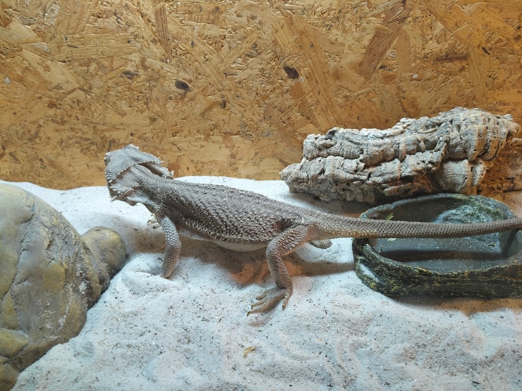 baardagaam met compleet terrarium en alle benodigdheden Bearded Dragon photo 11