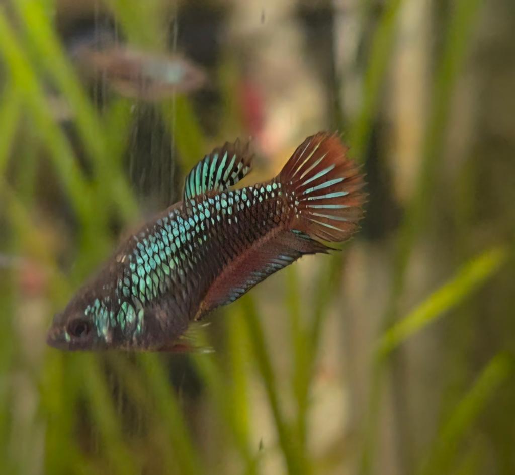 Betta Splendens vrouwen **Exclusief**