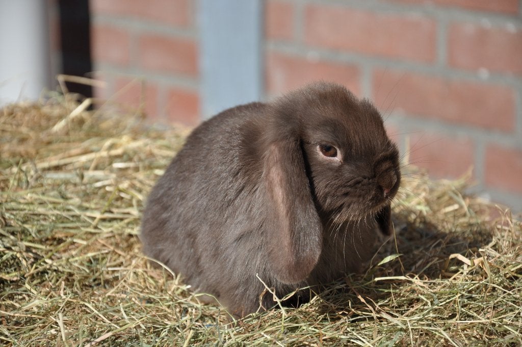 Jonge nederlandse hangoor dwerg choco bruin NHD voedster, Vrouwelijk, Dwerg, Hangoor, 0 tot 2 jaar