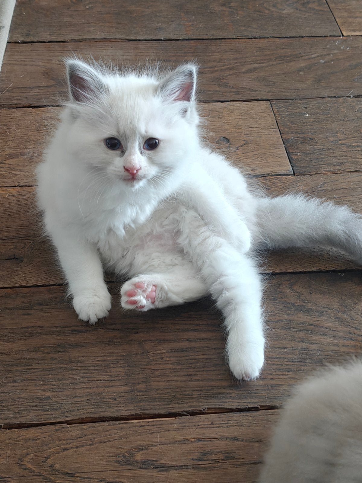 Ragdoll kittens - 2 katertjes, Dieren en Toebehoren, Katten en Kittens | Overige Katten, Meerdere dieren