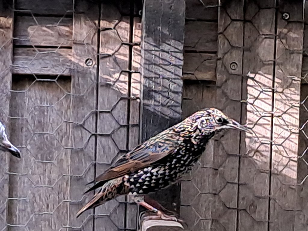 Europese Spreeuw Man, Mannelijk, Wildzangvogel, Geringd
