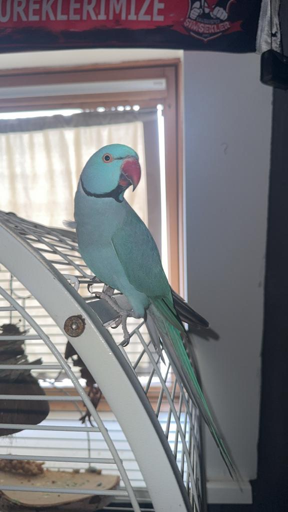 Indiaanse ringnek&alexander parkiet, Dieren en Toebehoren, Vogels | Parkieten en Papegaaien, Mannelijk, Papegaai, Tam