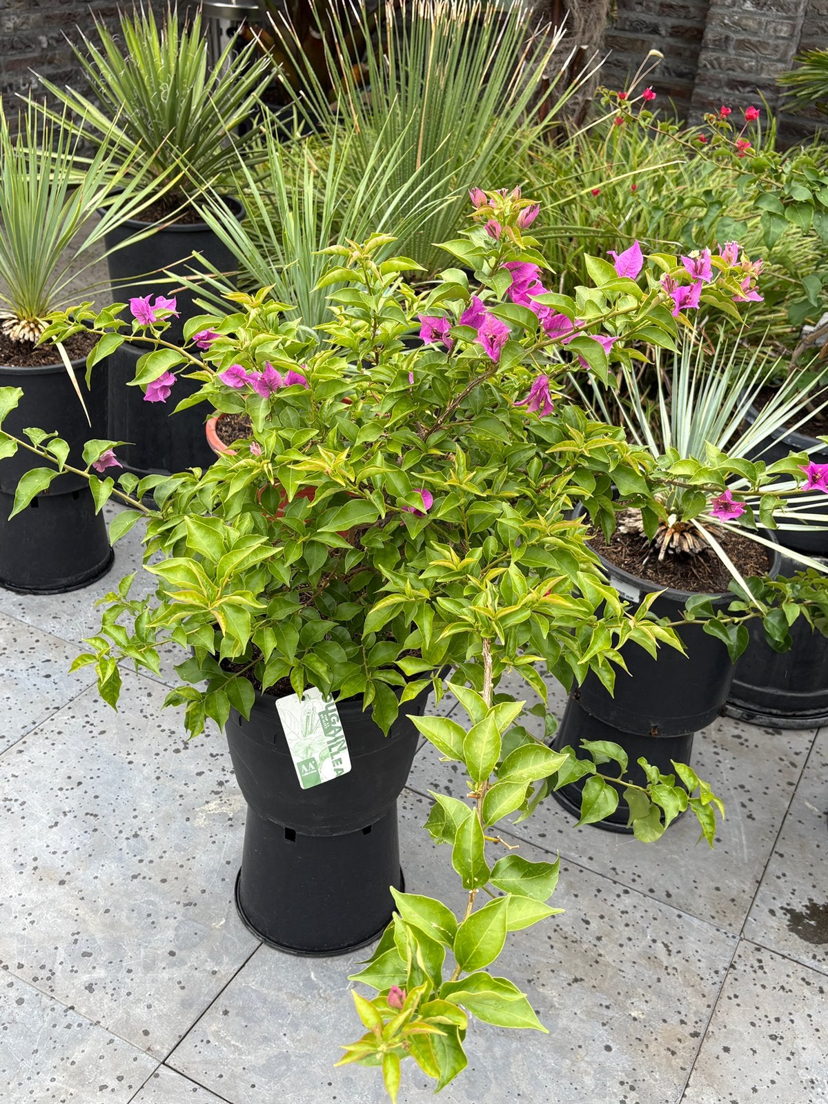 Nog diverse prachtige bougainvillea’s in pot aangeboden!!, Volle zon, Vaste plant, Zomer, Ophalen