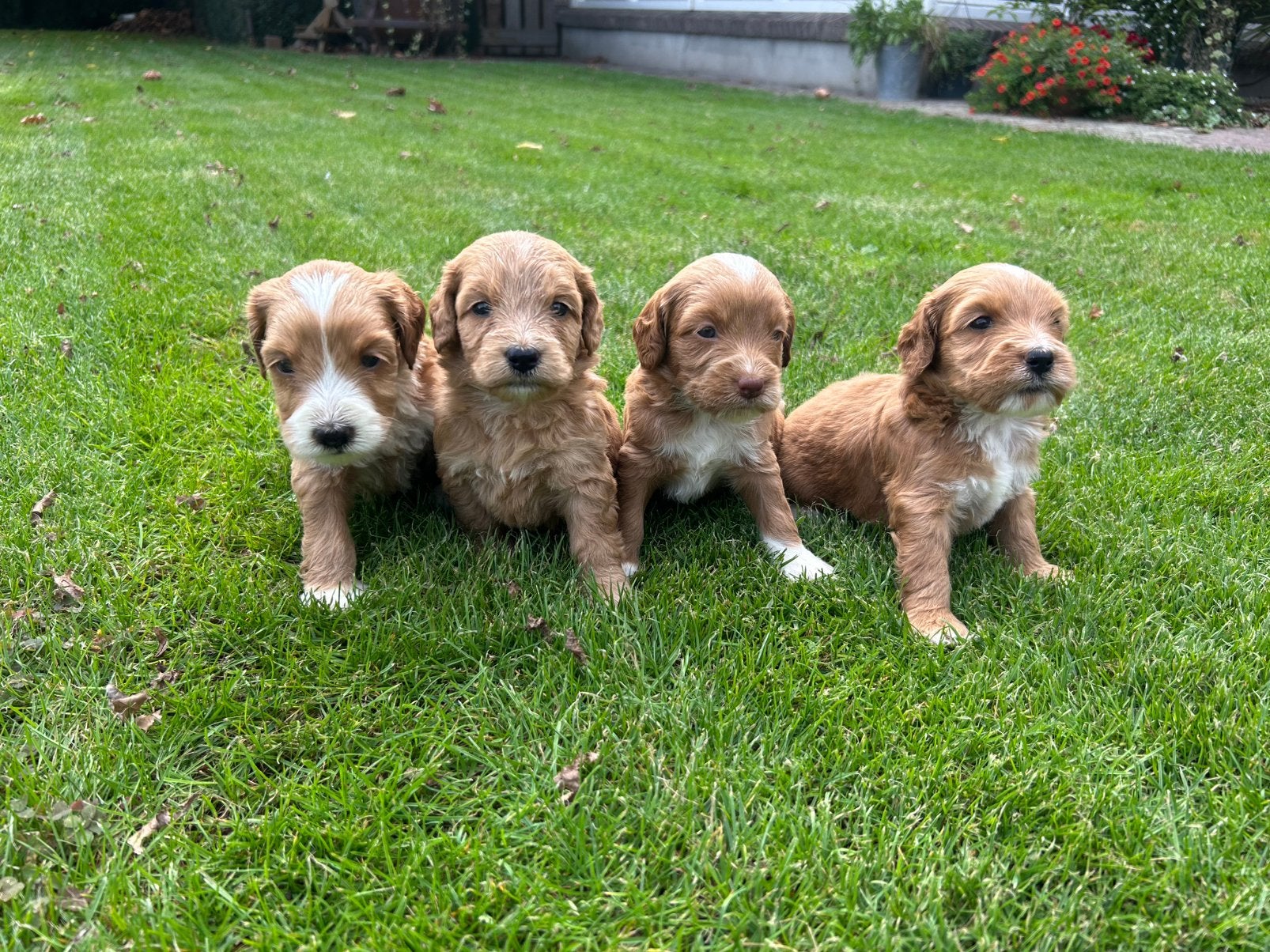 Mooie labradoodle pups, Dieren en Toebehoren, Overige rassen, 8 tot 15 weken, Teef, Meerdere
