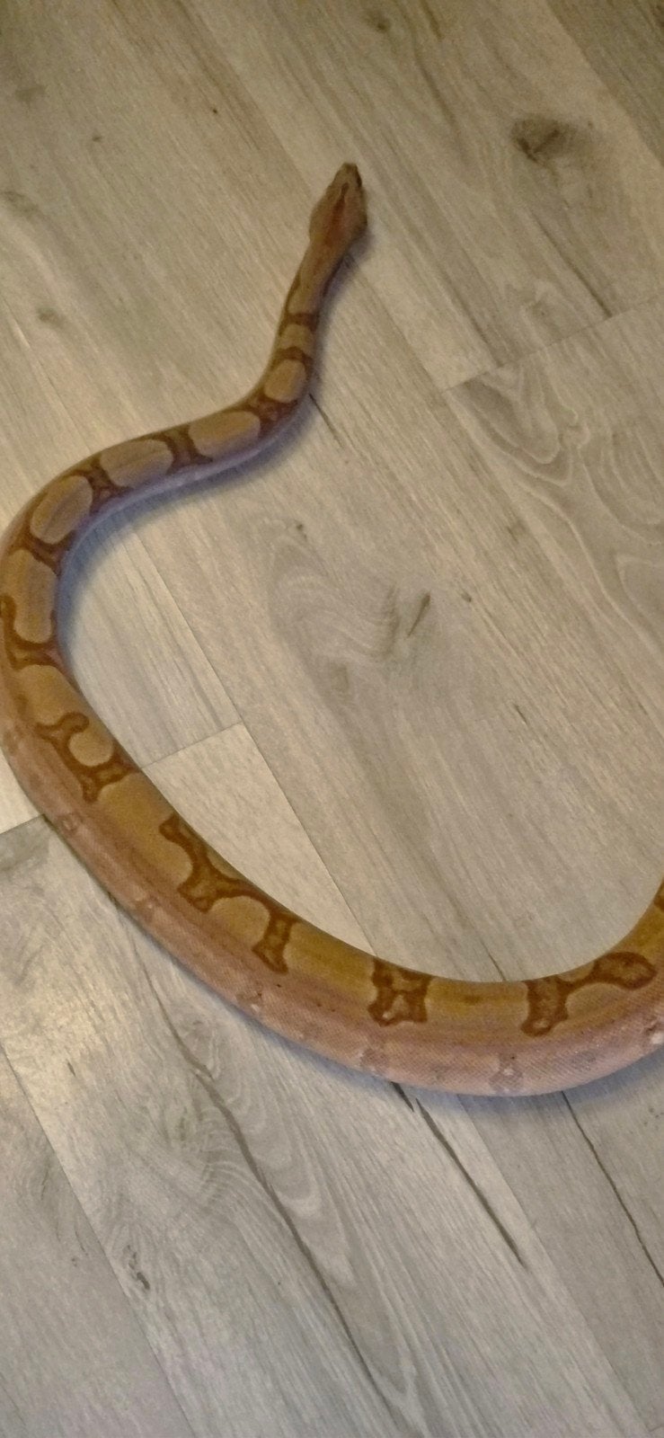 boa constrictor imperator 2x vrouw nakweek 2024, Dieren en Toebehoren, Reptielen en Amfibieën, Slang, Tam, 0 tot 2 jaar