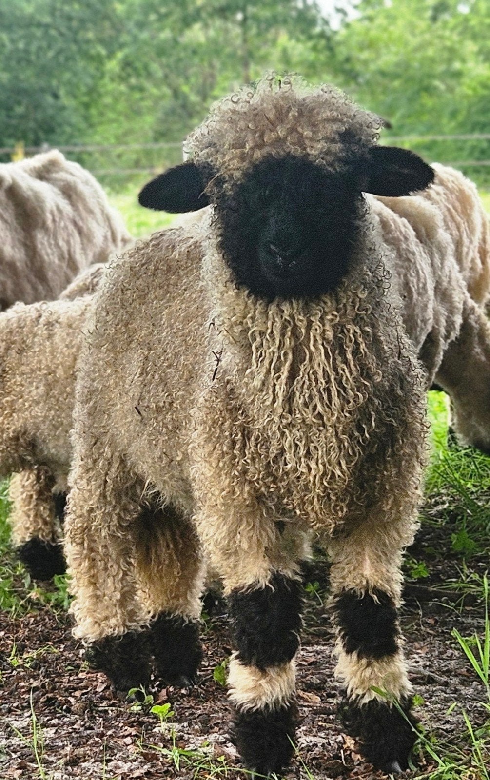 Walliser Schwarznase lammeren, Meerdere dieren, Schaap