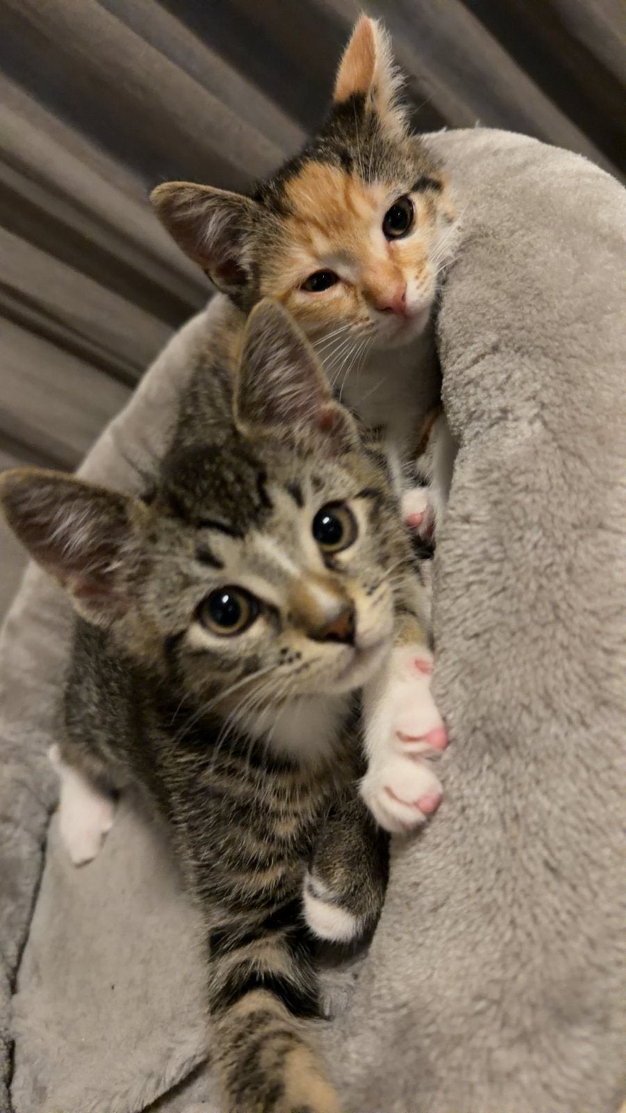 2 hele lieve kittens mogen samen of apart weg, Dieren en Toebehoren, Katten en Kittens | Raskatten | Korthaar, Meerdere dieren
