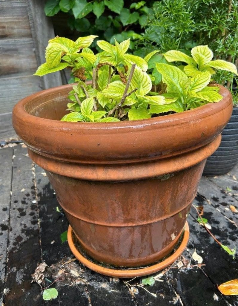 Grote terracotta pot, Tuin en Terras, Ophalen, 40 cm of meer, Rond, Zo goed als nieuw