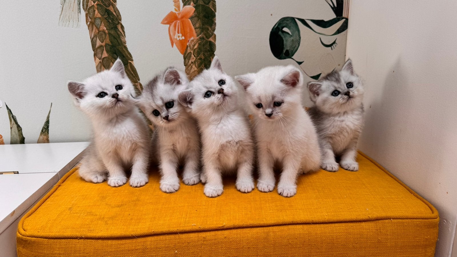 Britse kittens met stamboom, Poes, Kortharig