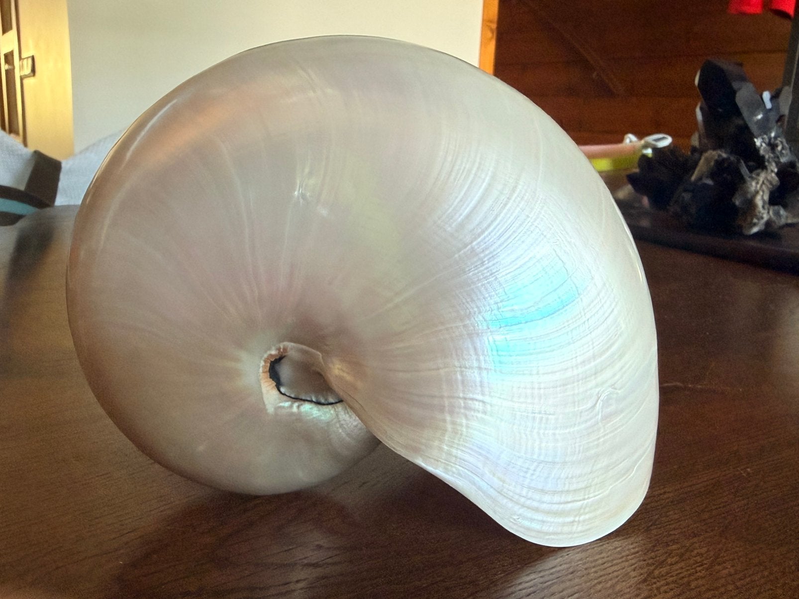 Nautilus schelp gepolijst, Ophalen of Verzenden, Schelp(en)