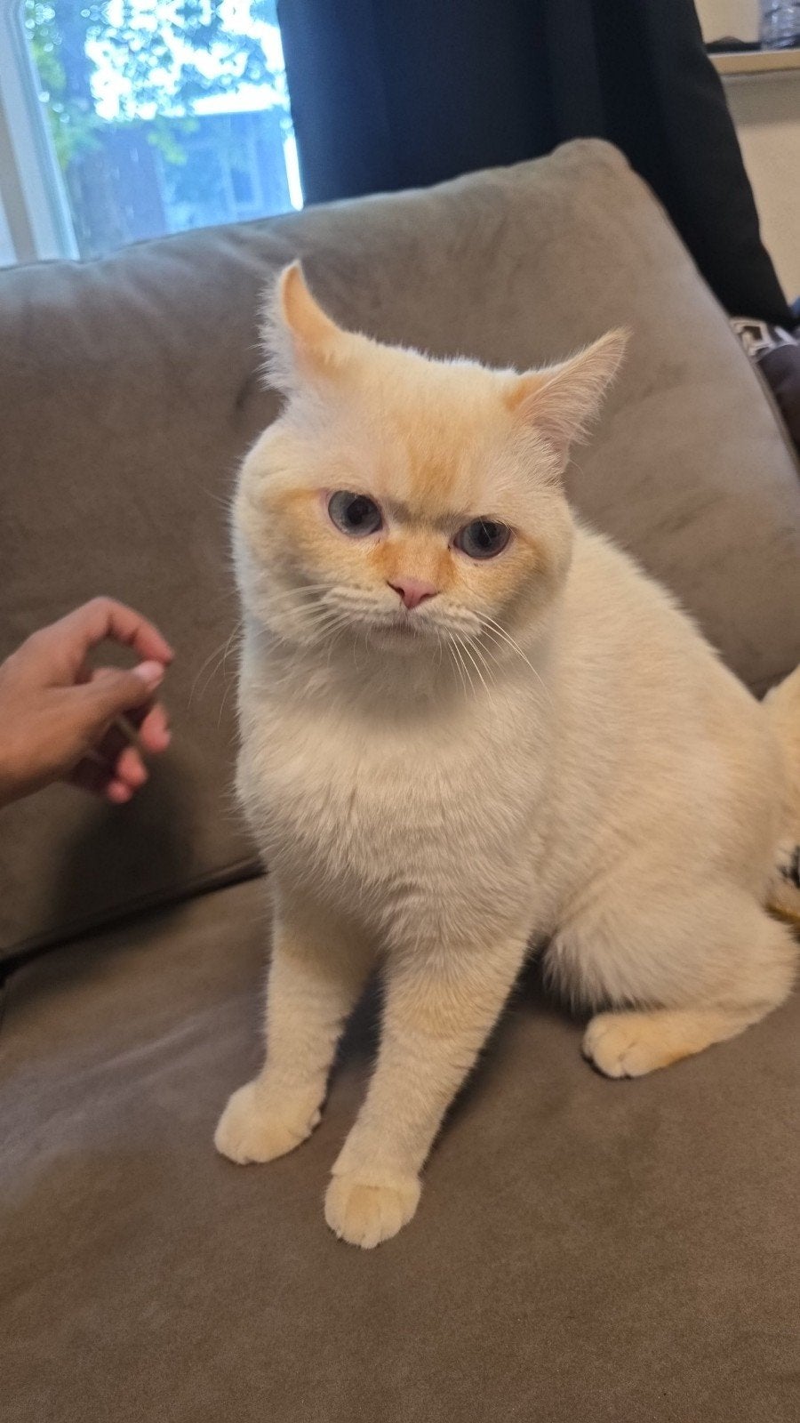 Britse kat, Kater