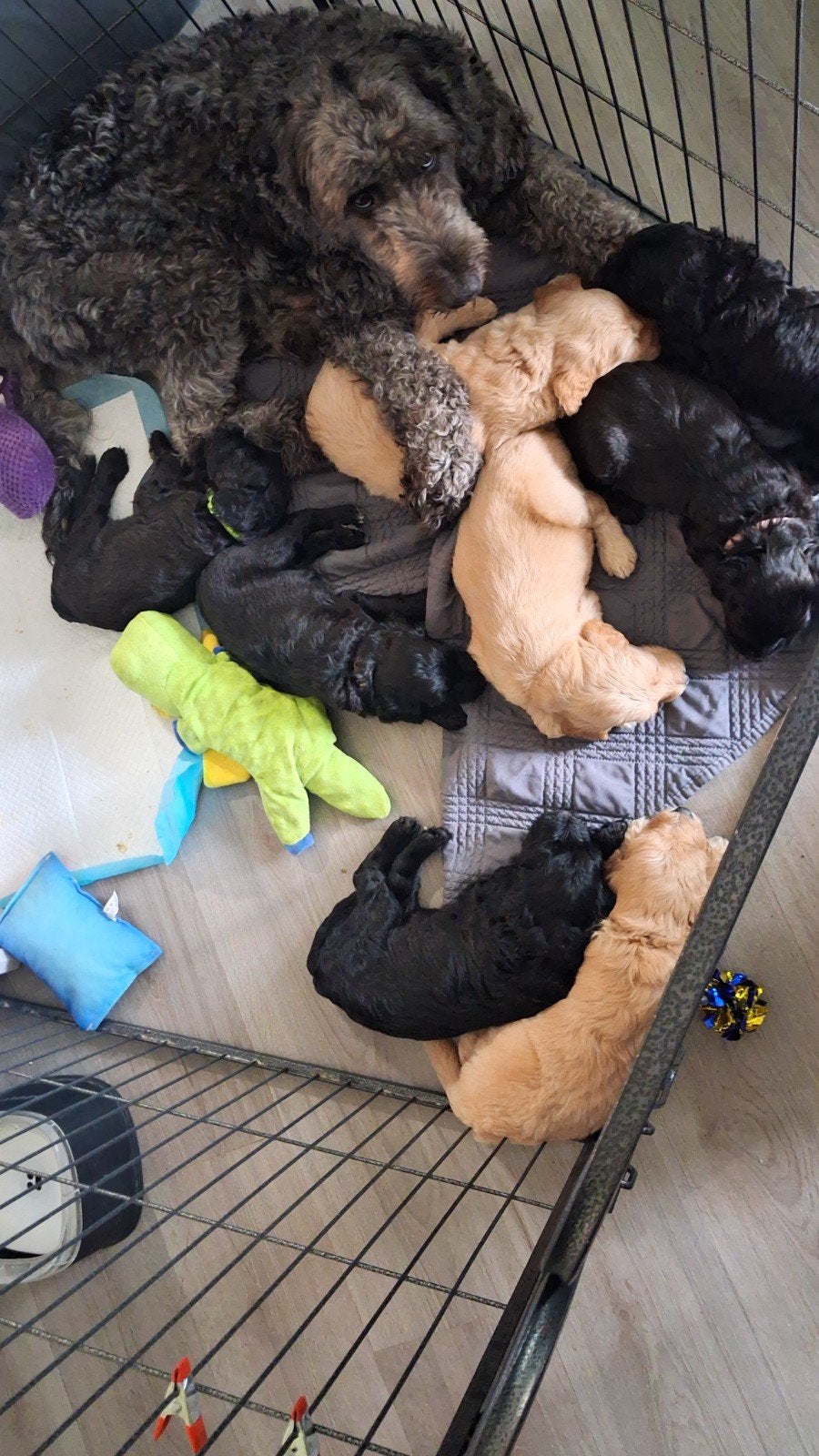 Laatste schattige Labradoodle pups zoeken liefdevol thuis, Dieren en Toebehoren, Honden | Niet-rashonden, 8 tot 15 weken, Groot