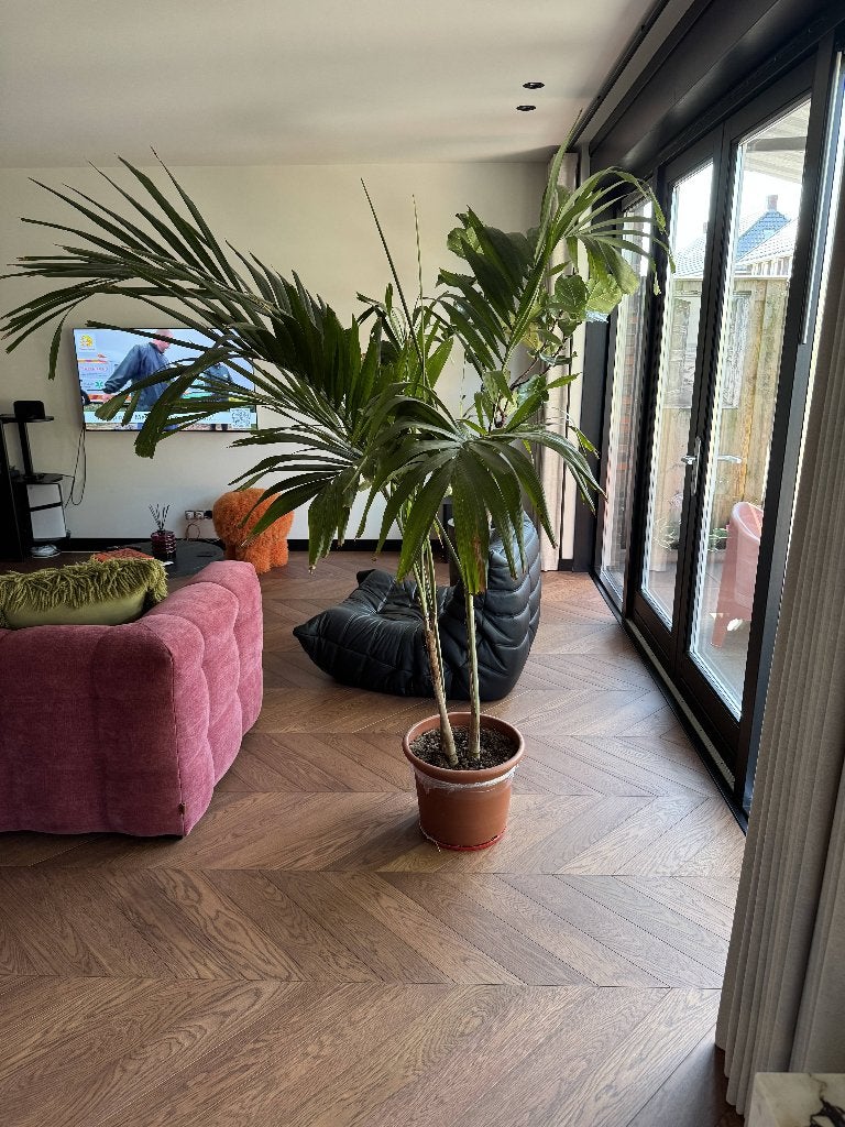 Grote palmboom (Veitchia merrillii), Huis en Inrichting, Kamerplanten, Ophalen, 200 cm of meer, Palm, Halfschaduw