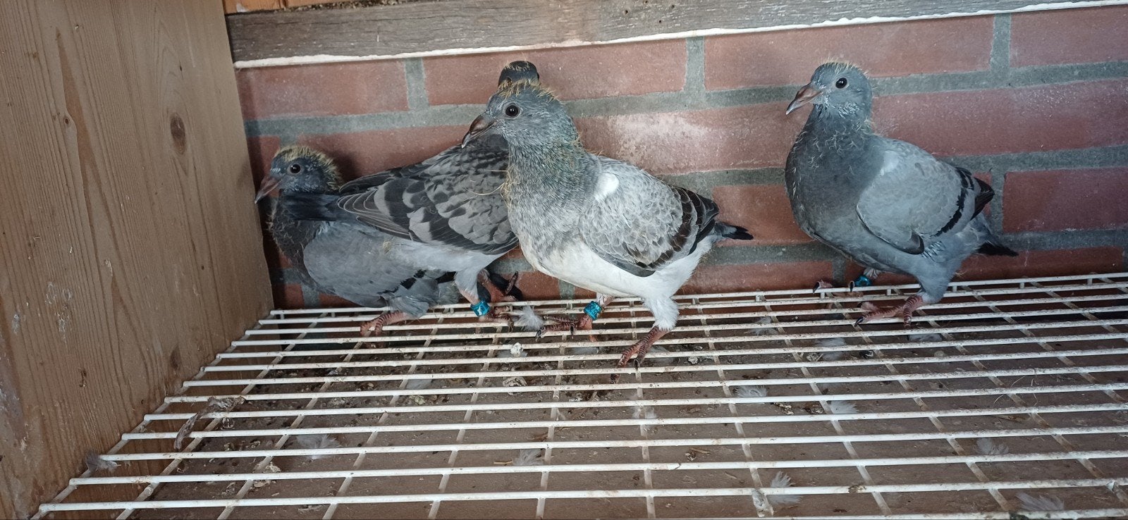 Postduiven  4  jongen, Dieren en Toebehoren, Meerdere dieren, Postduif