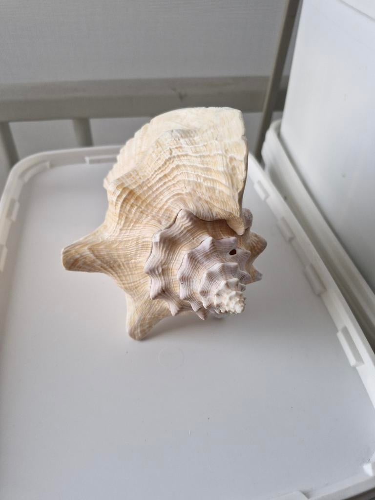 Schelp Roze Vleugelhoorn -Aliger gigas, Verzamelen, Mineralen en Fossielen, Ophalen of Verzenden, Schelp(en)