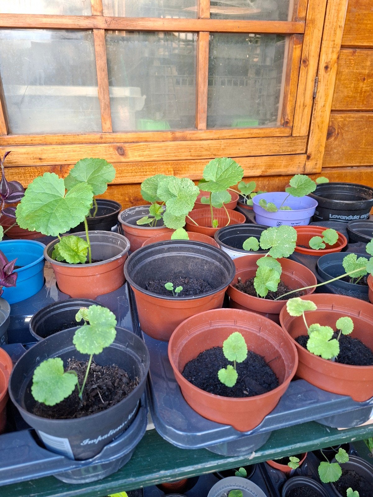 Stokrozen, Tuin en Terras, Ophalen, Eenjarig, Overige soorten, Volle zon