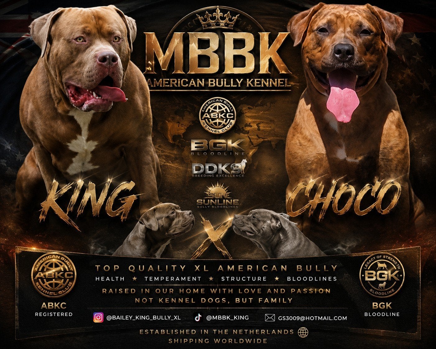 super mooie bully xl pups met top stamboom, Bulldog, Meerdere, Meerdere dieren, Nederland