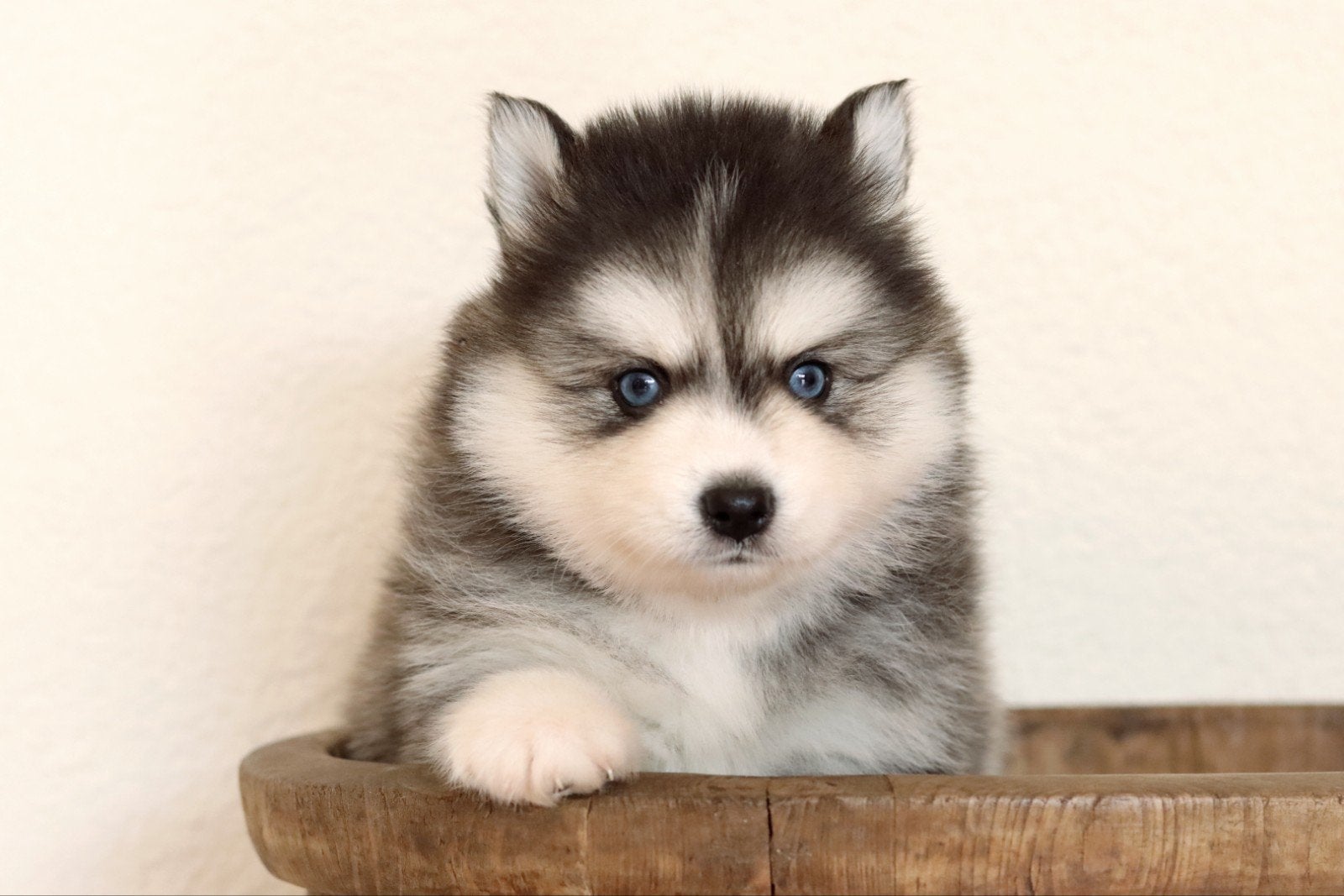 Schitterende Pomsky pups F2 met blauwe oogjes mini Husky, Dieren en Toebehoren, Honden | Poolhonden, Keeshonden en Oertypen, 8 tot 15 weken