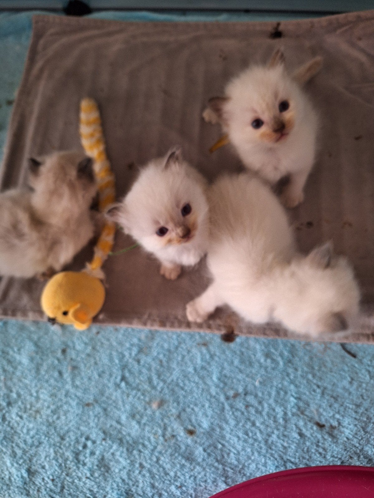 Ragdoll kittens met stamboom, Dieren en Toebehoren, Katten en Kittens | Raskatten | Langhaar, Meerdere dieren, Met stamboom, 0 tot 2 jaar