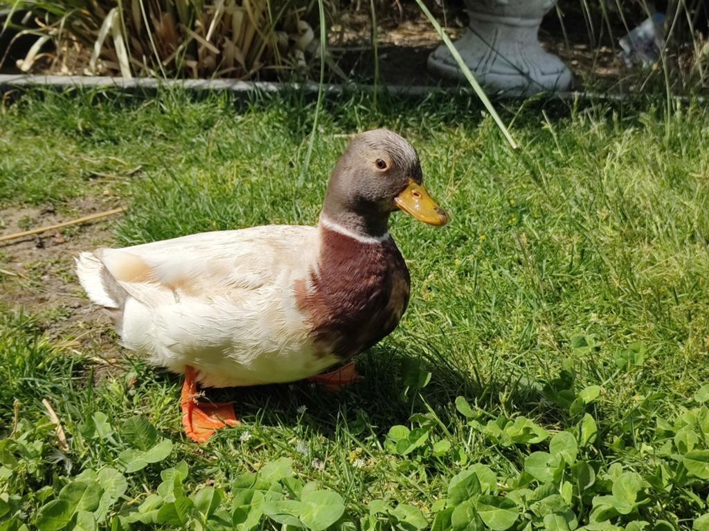 Mannelijke kwaker, Dieren en Toebehoren, Pluimvee, Mannelijk, Eend
