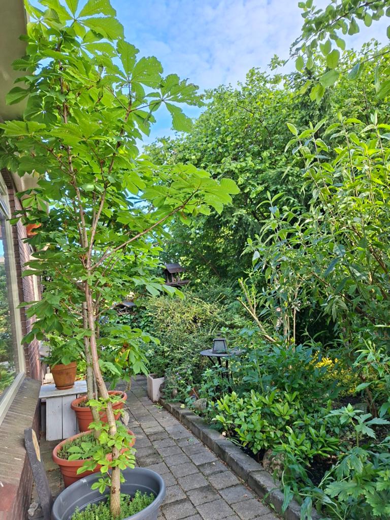 Kastanje boom volwassen, Ophalen, Volle zon, Overige soorten