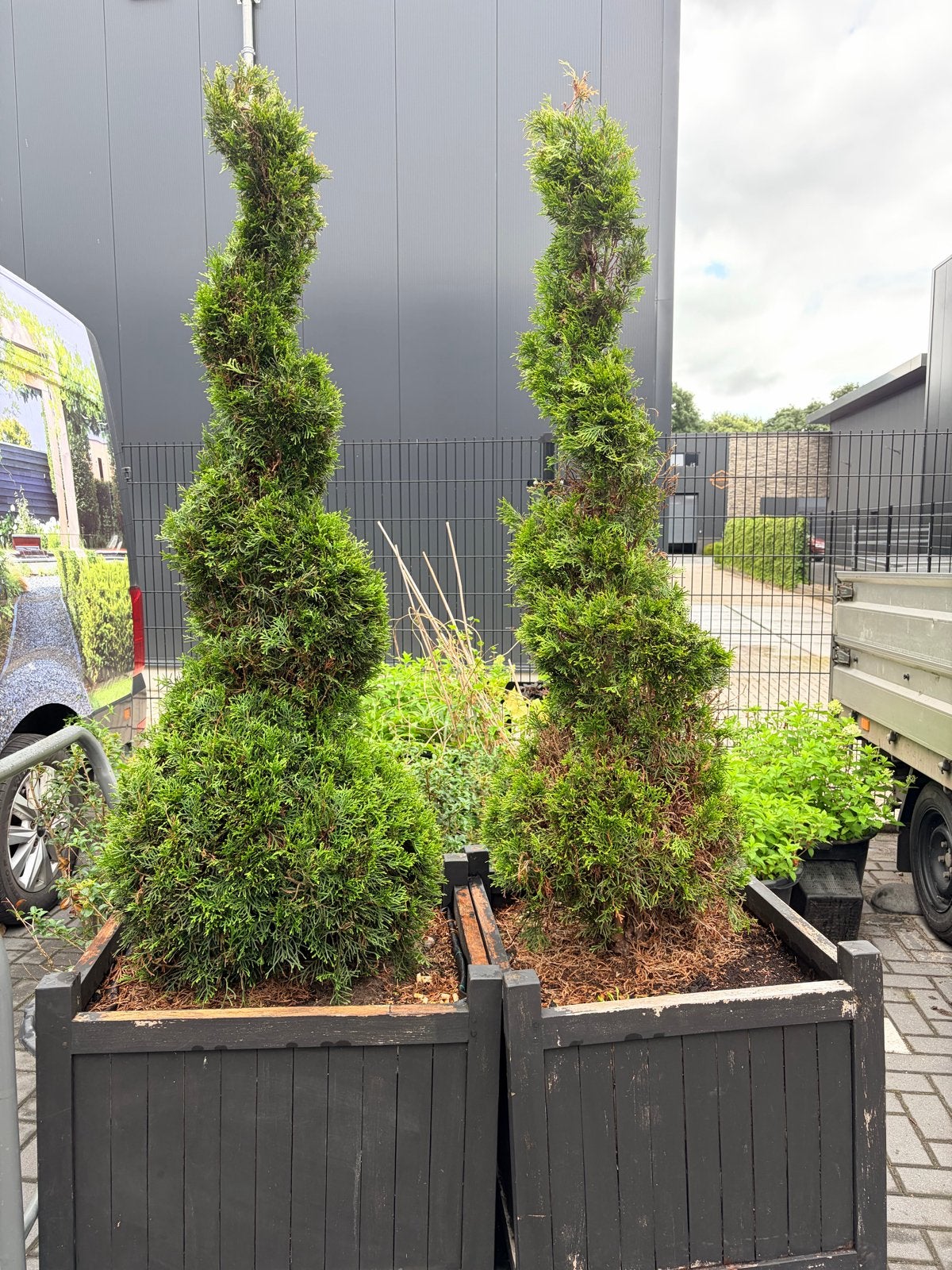 Smaragd conifeer in plantenbak (150 cm hoog), Volle zon, Vaste plant, Bloeit niet, Ophalen