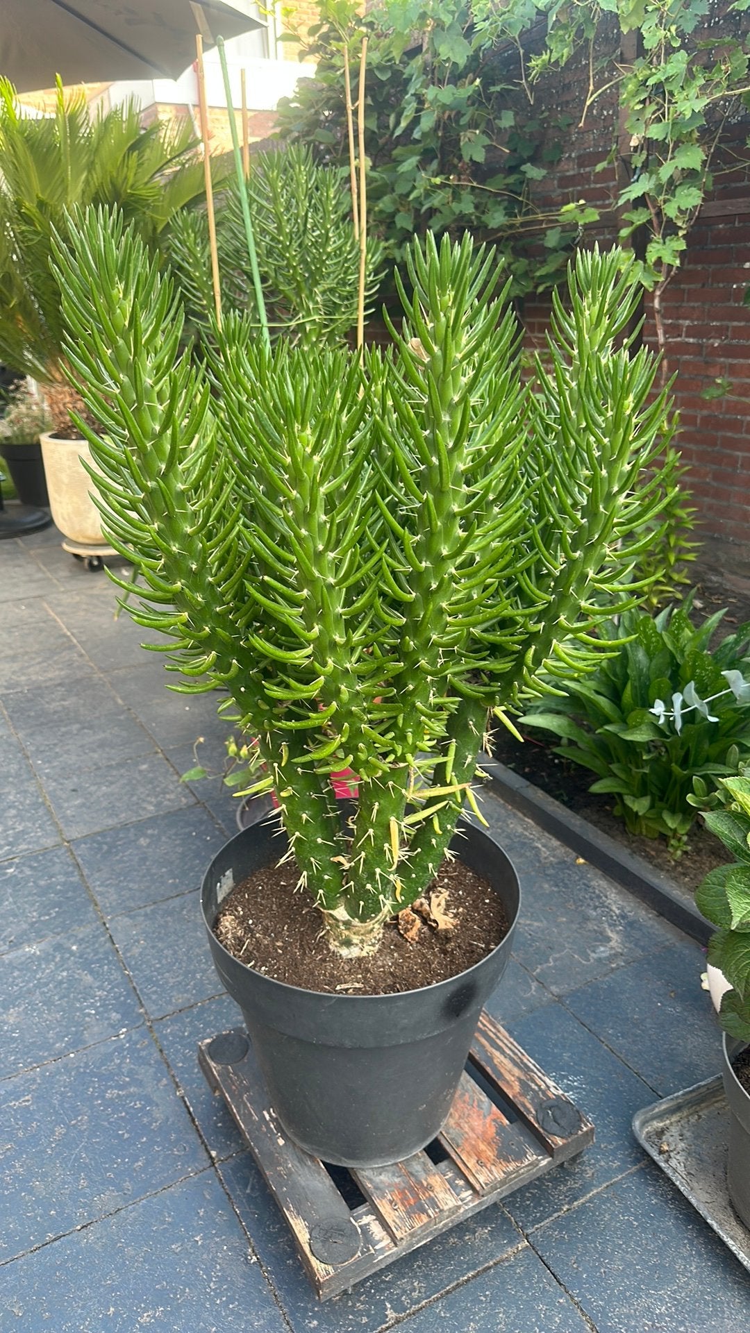 Cactus, Overige soorten, Minder dan 100 cm, Zomer, Ophalen