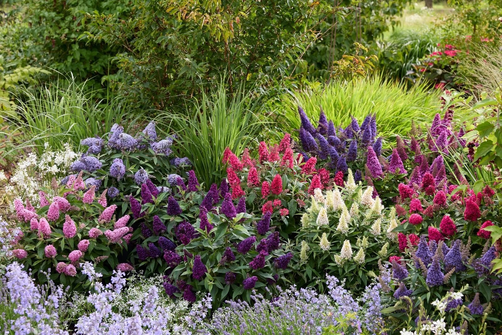 10 kleuren dwerg vlinderstruiken vanaf €5,00, Overige soorten, Volle zon, Vaste plant, Ophalen of Verzenden