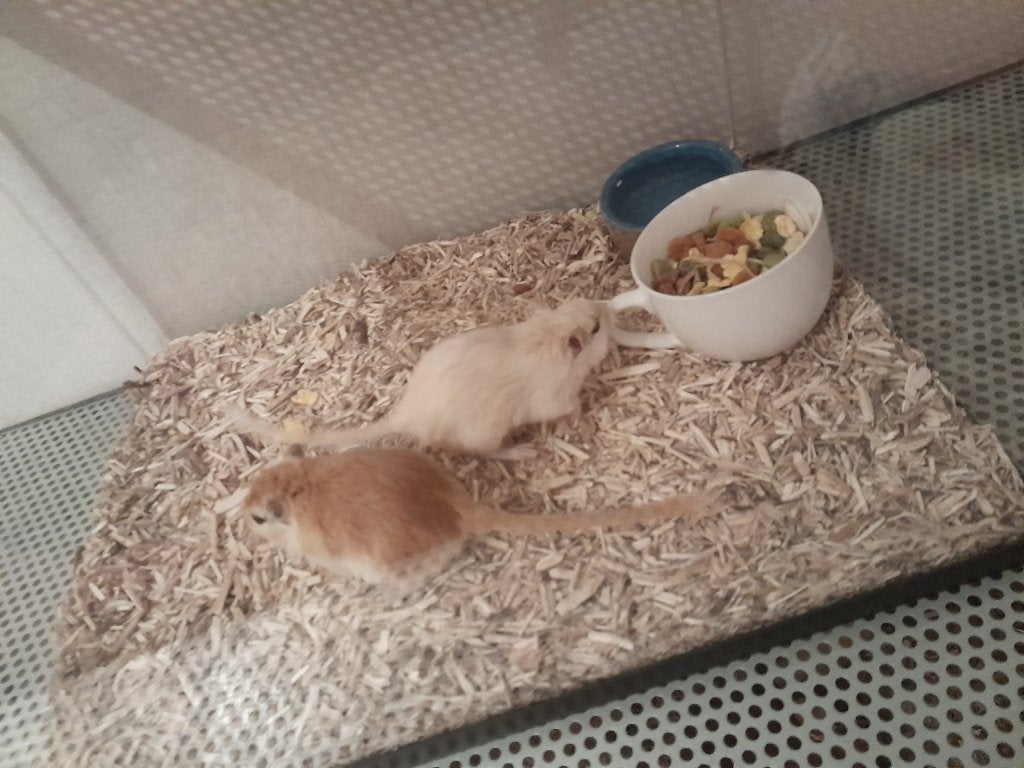 Gerbils, Dieren en Toebehoren, Knaagdieren, Vrouwelijk, Mei, Overige typen, Tam