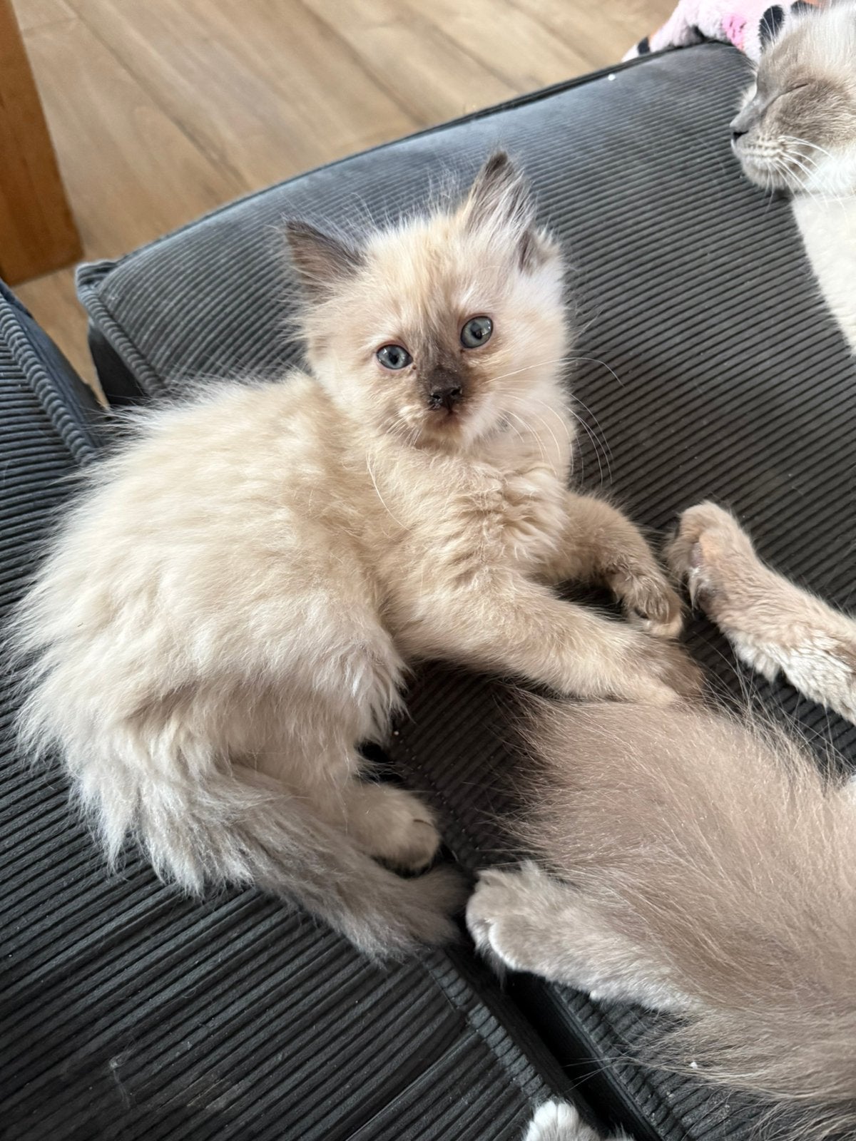 Zeer mooie lieve aanhankelijke Ragdoll kittens, Meerdere dieren, Ontwormd