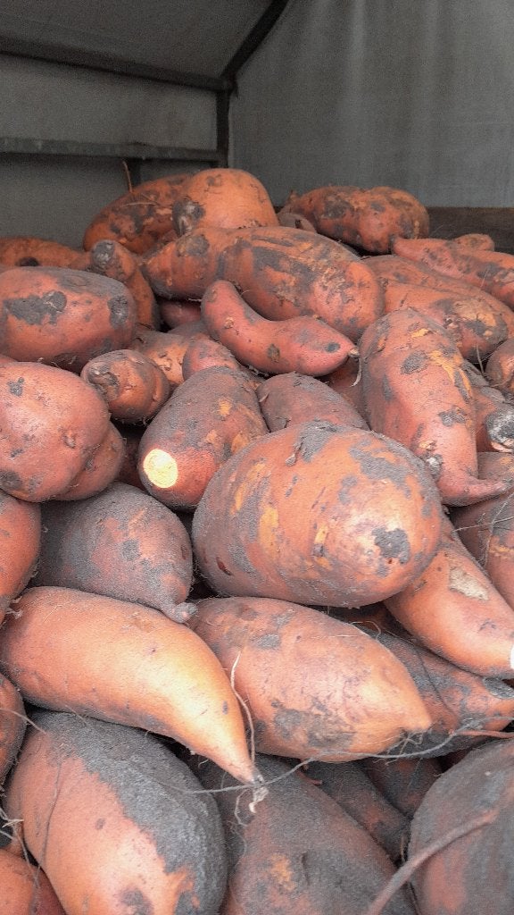 Zoete aardappelen, Ophalen