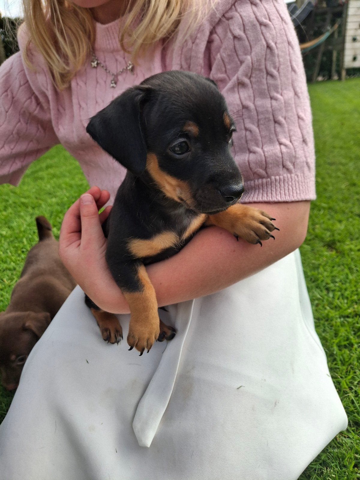 Jack russel pups, Jack Russell Terriër, Reu, 8 tot 15 weken, Parvo