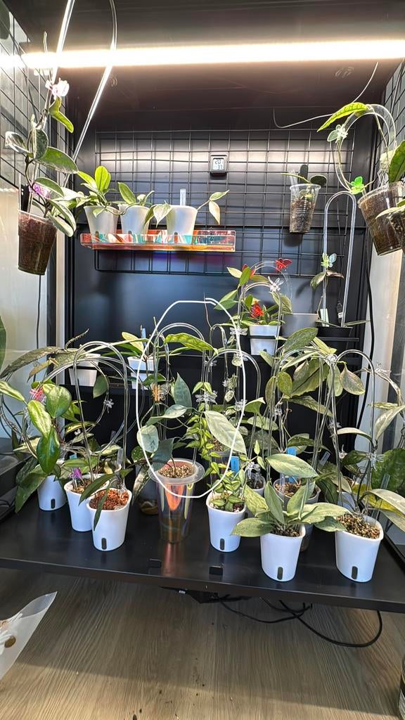 Hoya coriacea silver stek, Huis en Inrichting, Ophalen of Verzenden, Halfschaduw, Minder dan 100 cm