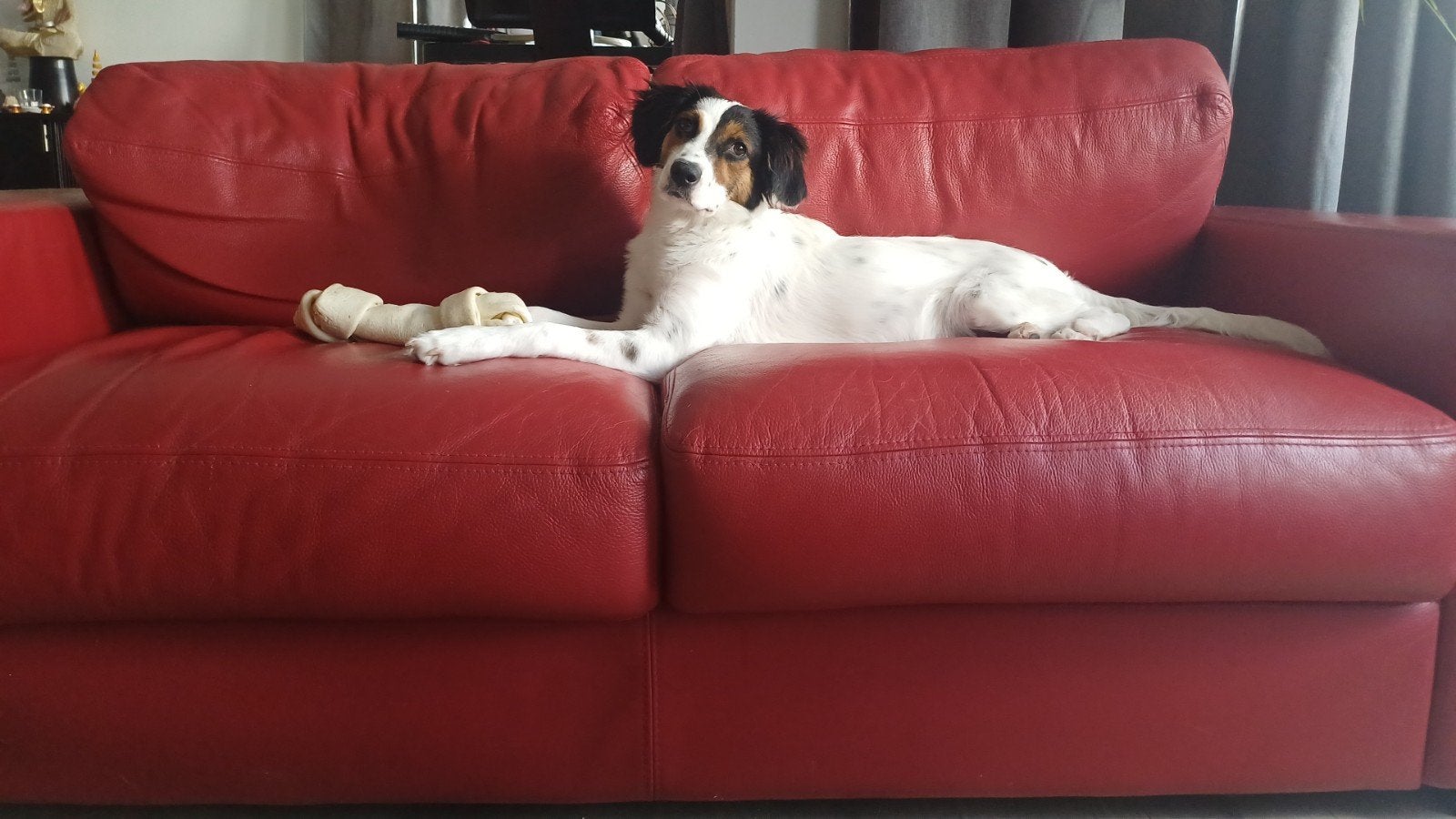 Ter adoptie een mix Setter, Dieren en Toebehoren, Honden | Niet-rashonden, Particulier, 15 weken tot 1 jaar, Buitenland, Teef